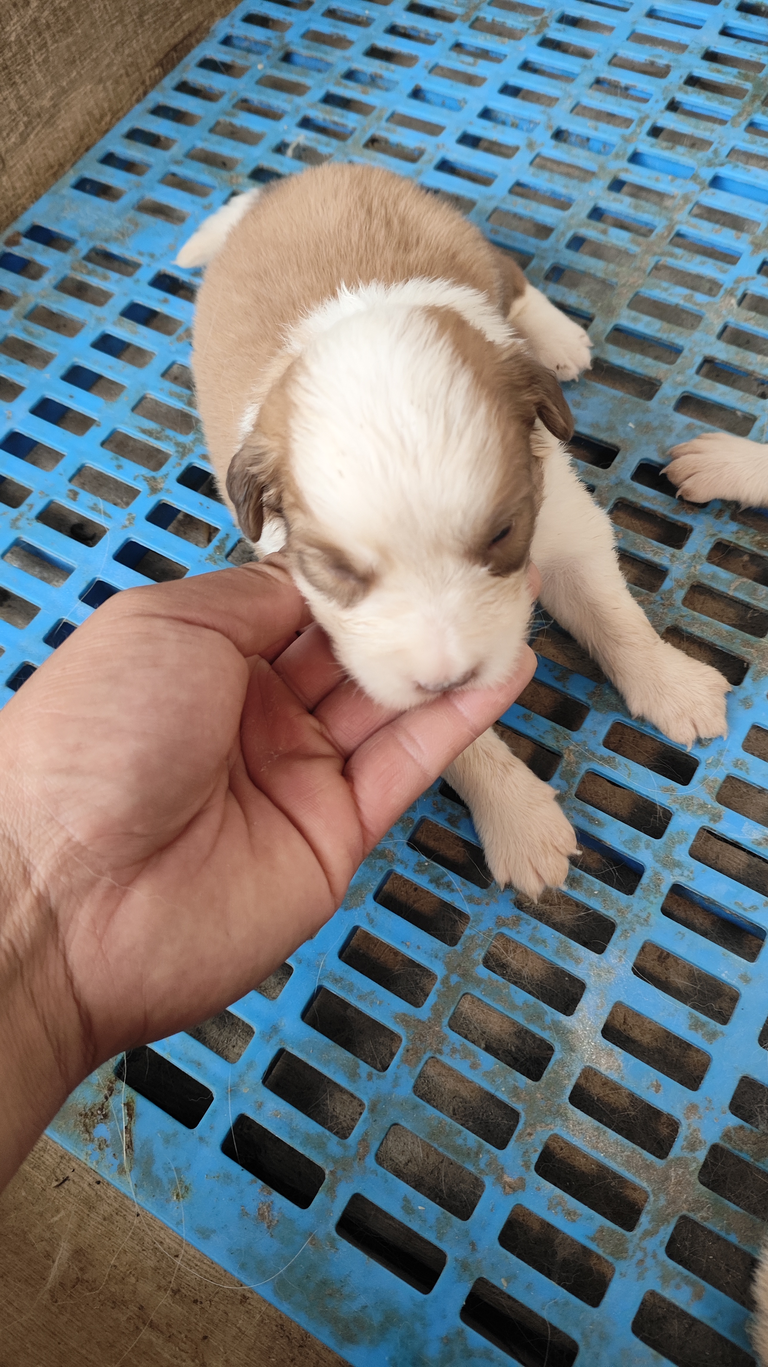 边境牧羊犬